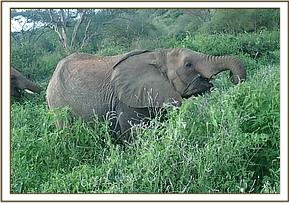 001 Lemoyian