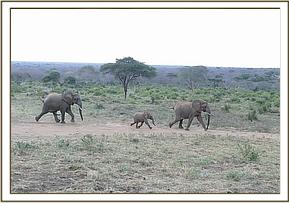 011 llphant sauvage chasse Galana et son bb Gawa