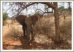 028 Enkikwe