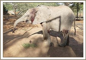 013 Lemoyian