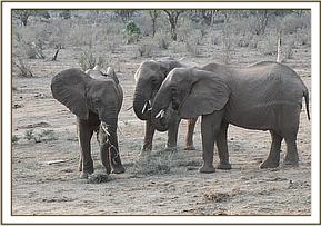 025. NaserianSidai et Chyulu