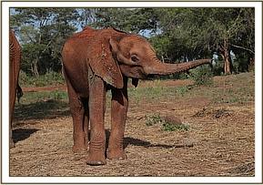 Elephant Larro