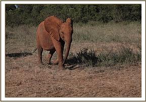 Elephant Malima