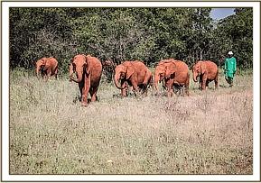 Elephant Tagwa Ambo Mapia et Enkesha