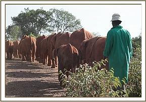 Elephant les orphelins partent dans la brousse