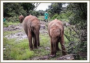 001 Ambo et Musiara