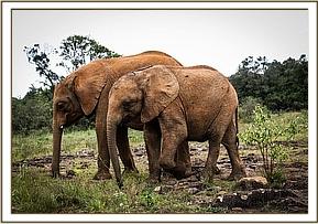 036 Kuishi et Musiara
