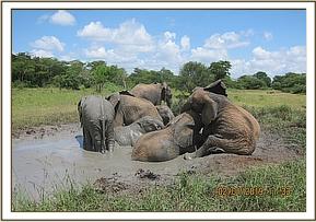 Elephant Orphelins dans la boue se vautrer