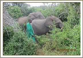 002 Soigneur et les lphants dans la fret