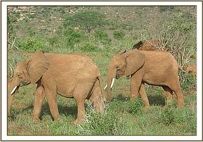 035 Tundani gasuche etnelion