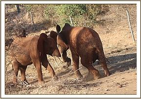 016 Nelion et Tundani