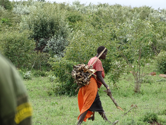 Elephant Aware Maasai Holzsammeln