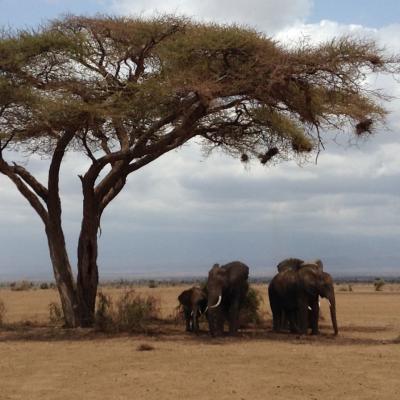 Amboseli 2017