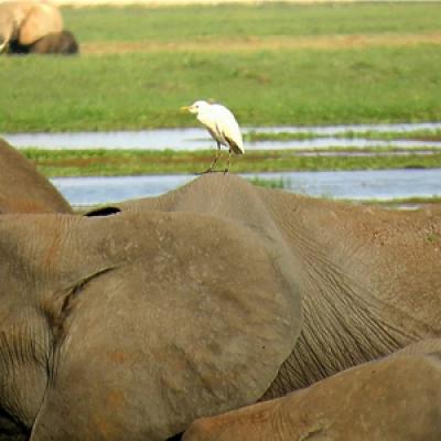 Amboseli  NP  